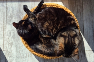 bedding of cotton twine amber | ZAKOTANI
